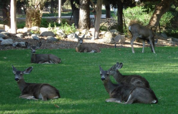 JPL Deer